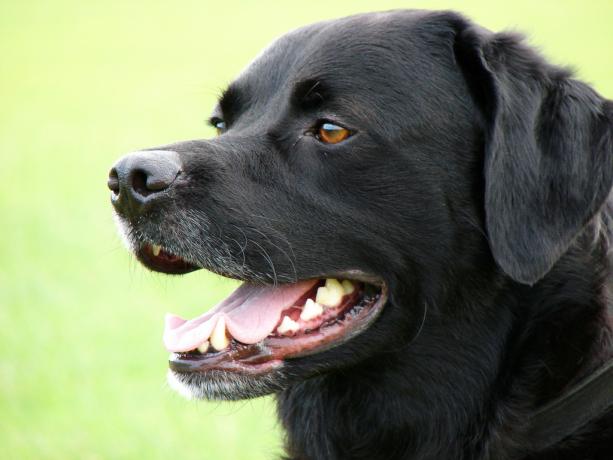 labradori retriiver