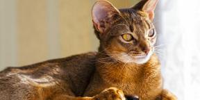 Abessiinia kass: iseloom, kinnipidamistingimused ja mitte ainult
