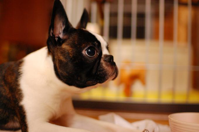 Boston Terrier