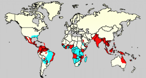 Zika viirus: mis see on ja kas ei muretse