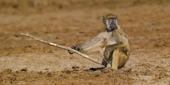 Kõige naeruväärne fotod loomad - ahv kepiga
