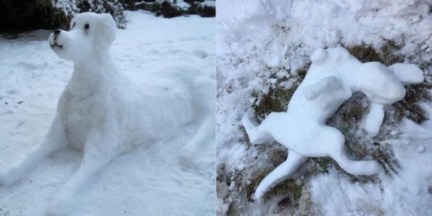 koer lumi