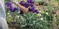 Eustoma külvamine seemikute jaoks: millal ja mida teha, et lilled oleksid juba juunis