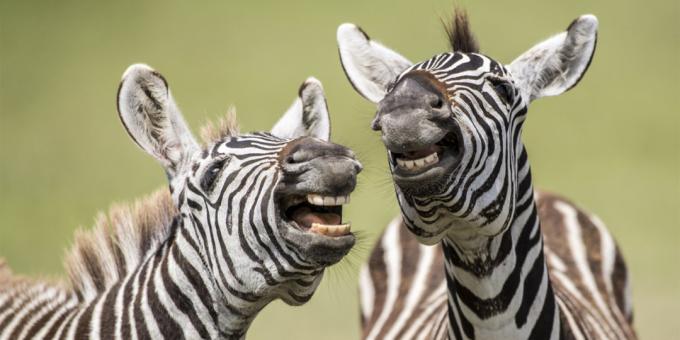 Kõige naeruväärne fotod loomad - zebra