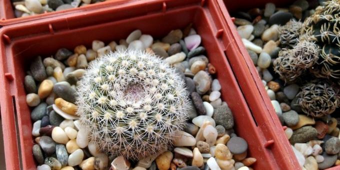 Kuidas hoolitseda kaktused: Pot Cactus