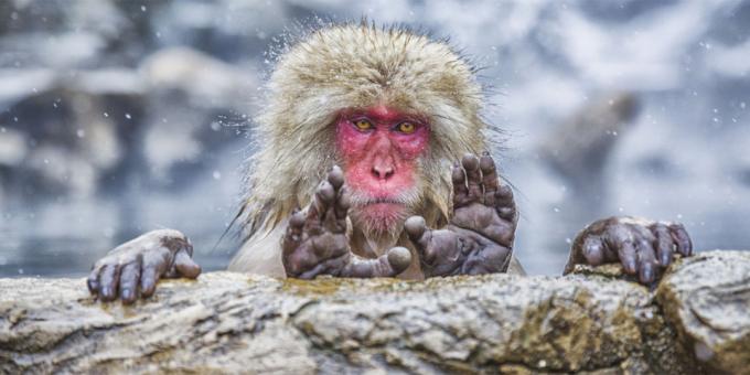 Kõige naeruväärne fotod loomad - ahv