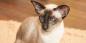 Siiami kass: tõu kirjeldus, iseloom ja hooldus