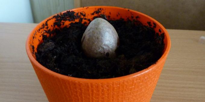 Kuidas kasvatada avokaado alates kivi: Kivi potis