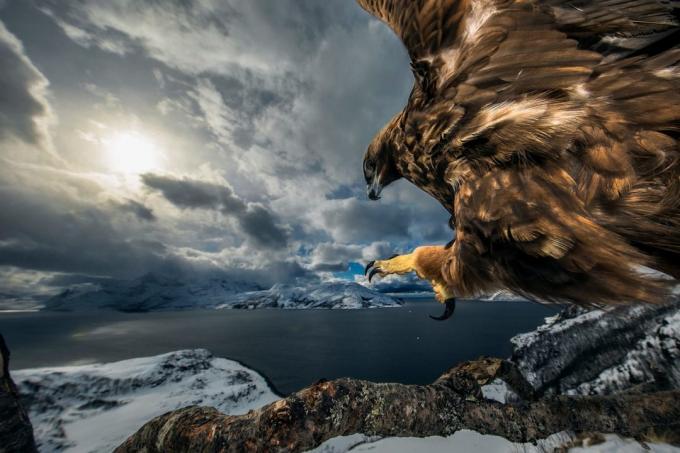 20 parimat fotot looduse 2019. aastal vastavalt loodusfotograaf Of The Year