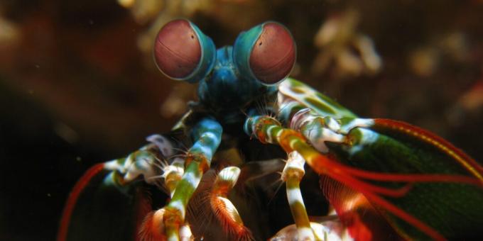 Ebatavalised loomad: mantis krevetid (Squilla mantis)