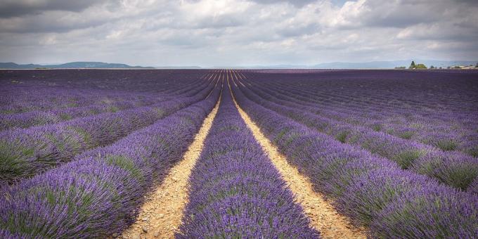 Kui minna Euroopas: Lavender valdkonnas, Provence, Prantsusmaa