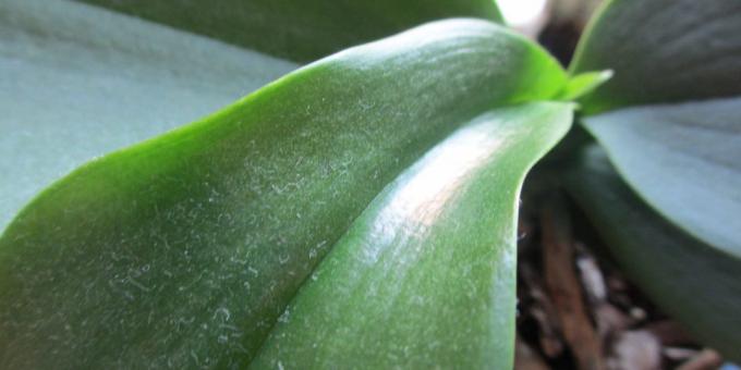 Kuidas kasta orhidee: vabaneda tolmu lehed, korraldada dušš taim