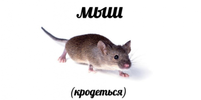 Top otsingud 2018: Mouse (krodotsya)