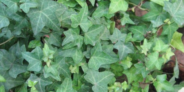 Varju houseplants: Hedera (luuderohi)