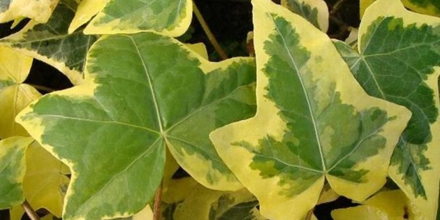 Varju houseplants: Hedera (luuderohi kollase pulsatsioon)