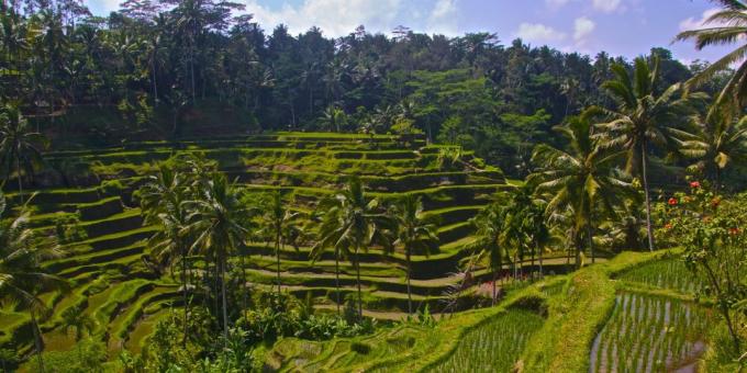 Aasia territooriumil teadlikult meelitab turiste: riis terrassid Tegallalang, Indoneesia