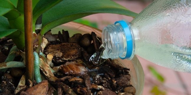 Kuidas vee orhidee: Proovige saada endas kui vesi kallatakse