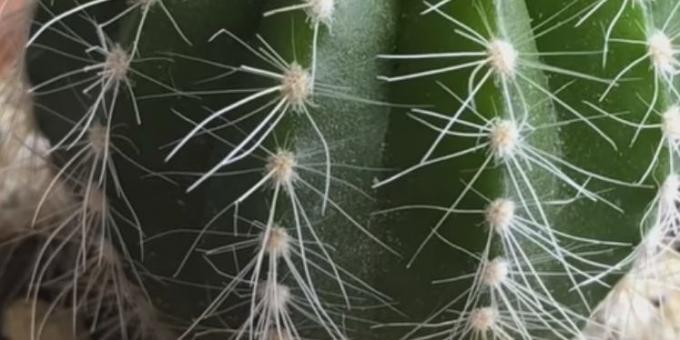 Kuidas hoolitseda kaktused: Spider lesta