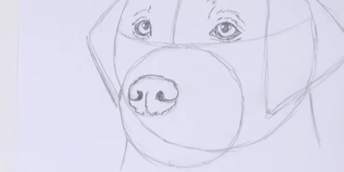Joonista koera nina