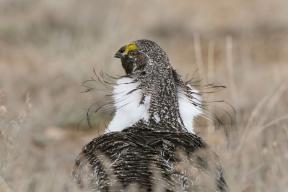 "Nüüd lendab lind välja": 10 parimat fotot Riikliku Auduboni Seltsi konkursilt