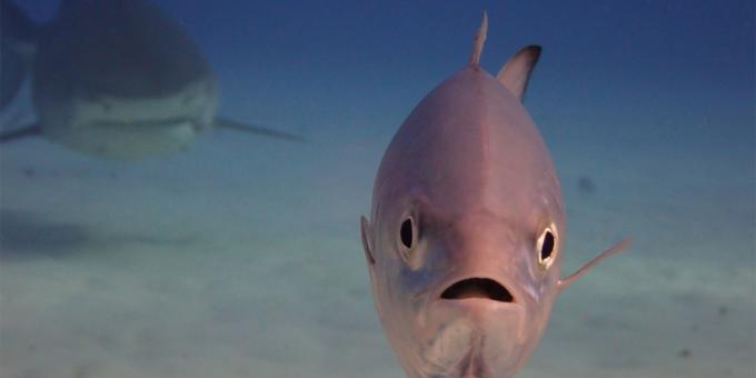 Kõige naeruväärne fotod loomad - kala