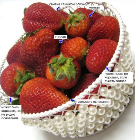 kuidas valida maasikad