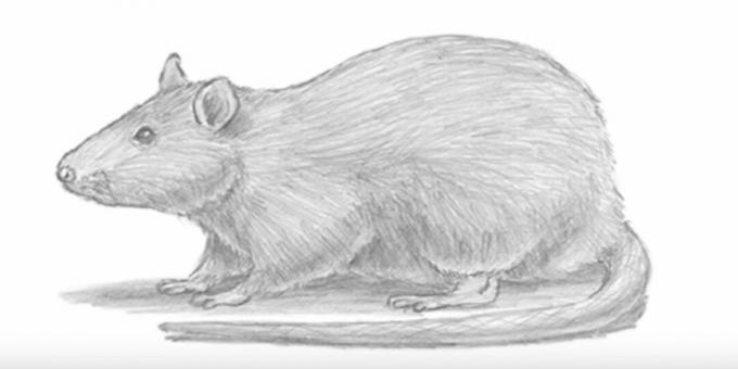 Kuidas joonistada realistlik hiir või rott