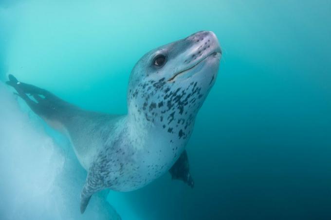 Antarktika: foto leopardhüljest