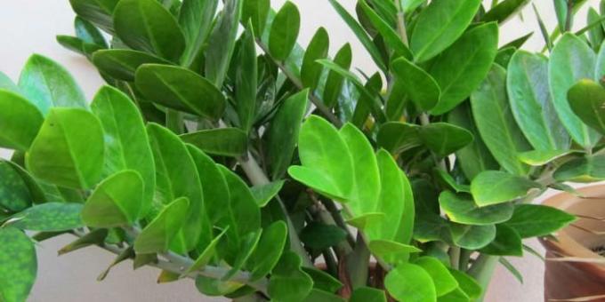 Shade toalilled: Zamioculcas