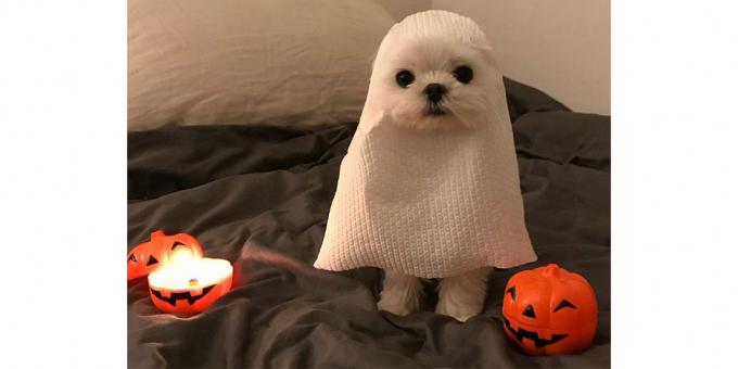 Halloween koer kostüüm