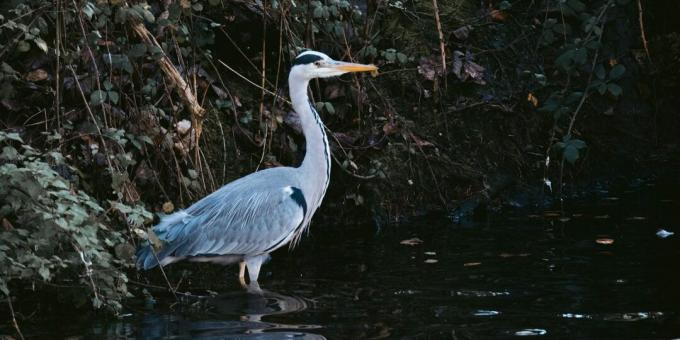 Metsloomade ellujäämine: ärge minge lindudele vett otsima