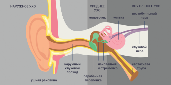 Tubo-otiit: kõrva struktuur 