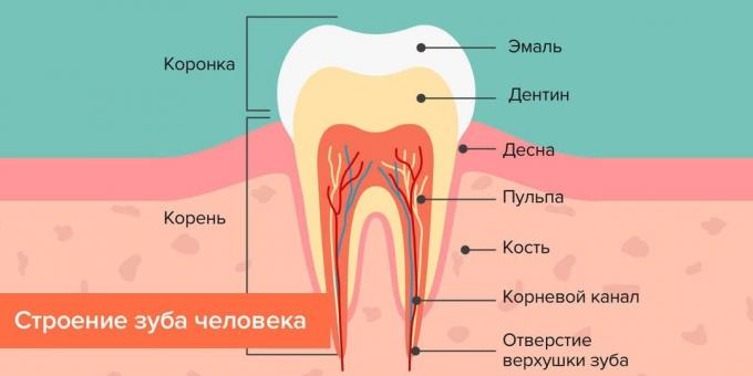 Kus kaariese: struktuur inimese hammaste