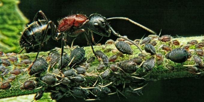 Väärarusaamad ja huvitavad faktid loomade kohta: maailma võimsaim olend on sipelgas