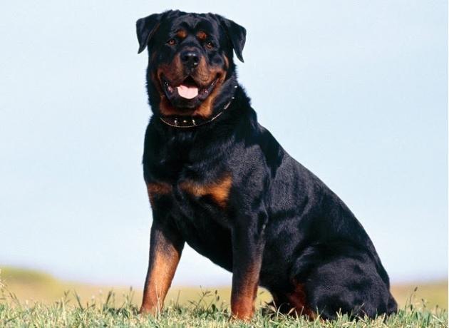 Top 10 kõige intelligentsem Koeratõud: Rottweiler