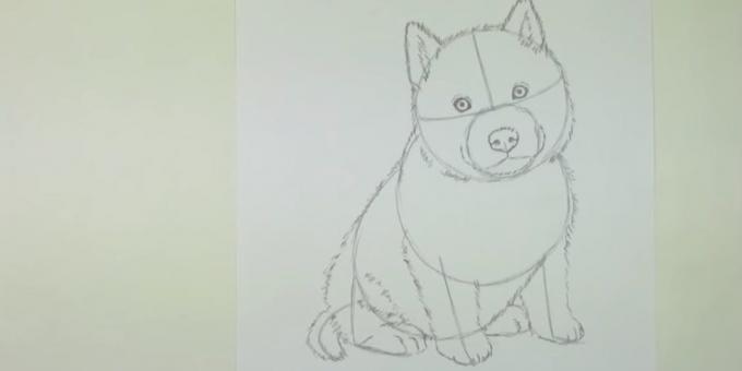 Joonista koer shorstku