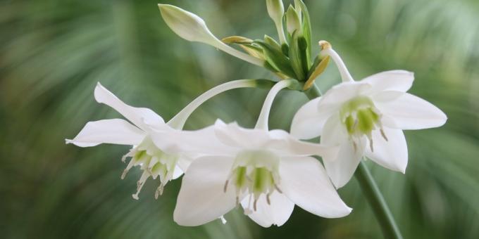 Tubade sibulakujuline lilled: euharis