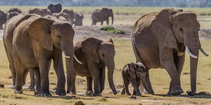 Väärarusaamad ja faktid loomade kohta: vanadel elevantidel on suremiseks eriline koht