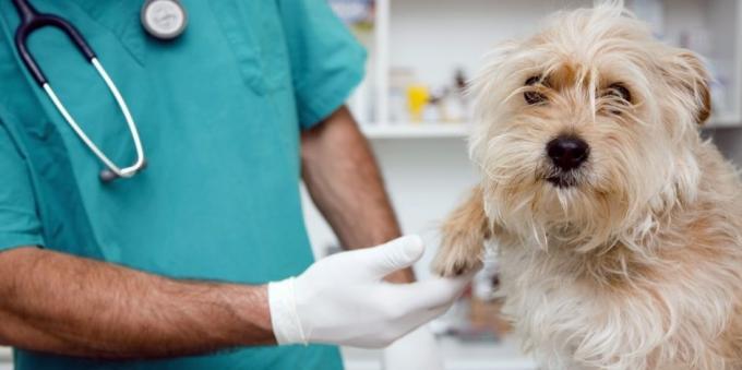Regulaarsed külastused veterinaararst koera leevendab palju terviseprobleeme