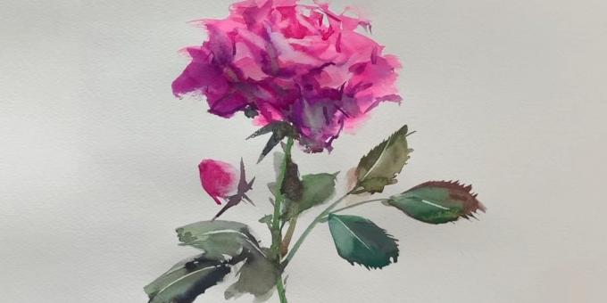 Kuidas juhtida avatud roos värvid