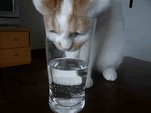 Kass joogivesi