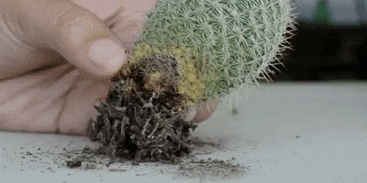 Kuidas hoolitseda kaktused: Rot