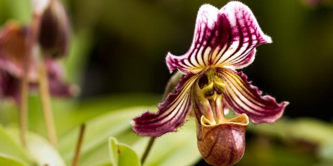 Kuidas hoolitseda orhideed Pafiopedilum