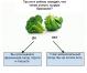 Kuidas võidelda ülesöömist: brokoli test