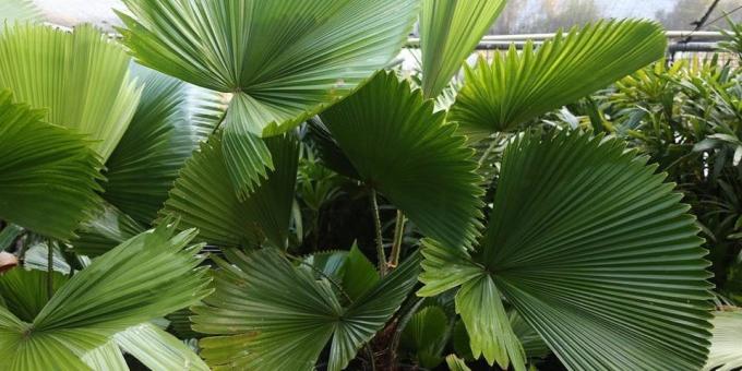 Riigisisesed palmi: Likouala kilpnäärme