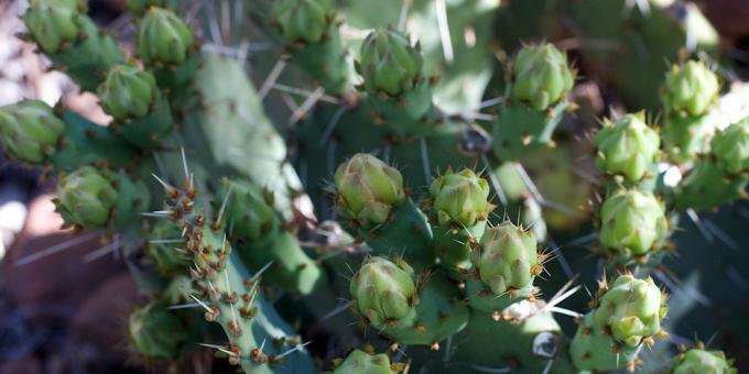 Kuidas hoolitseda kaktus: kaktus pungad väljasaadetava