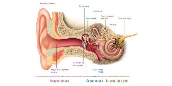 Kui laps on kõrvavalu, seal on füsioloogiline põhjus