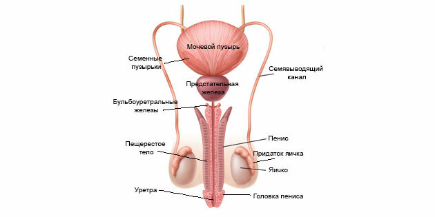 Ejakulatsioon: meeste reproduktiivse süsteemi struktuur