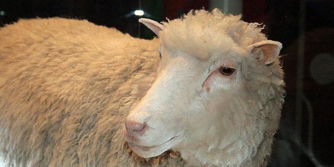 kloonimine: dolly lambad