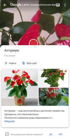 Nimetage tüüpi toalilled Google Lens